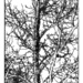 Sketchy tree... by marlboromaam