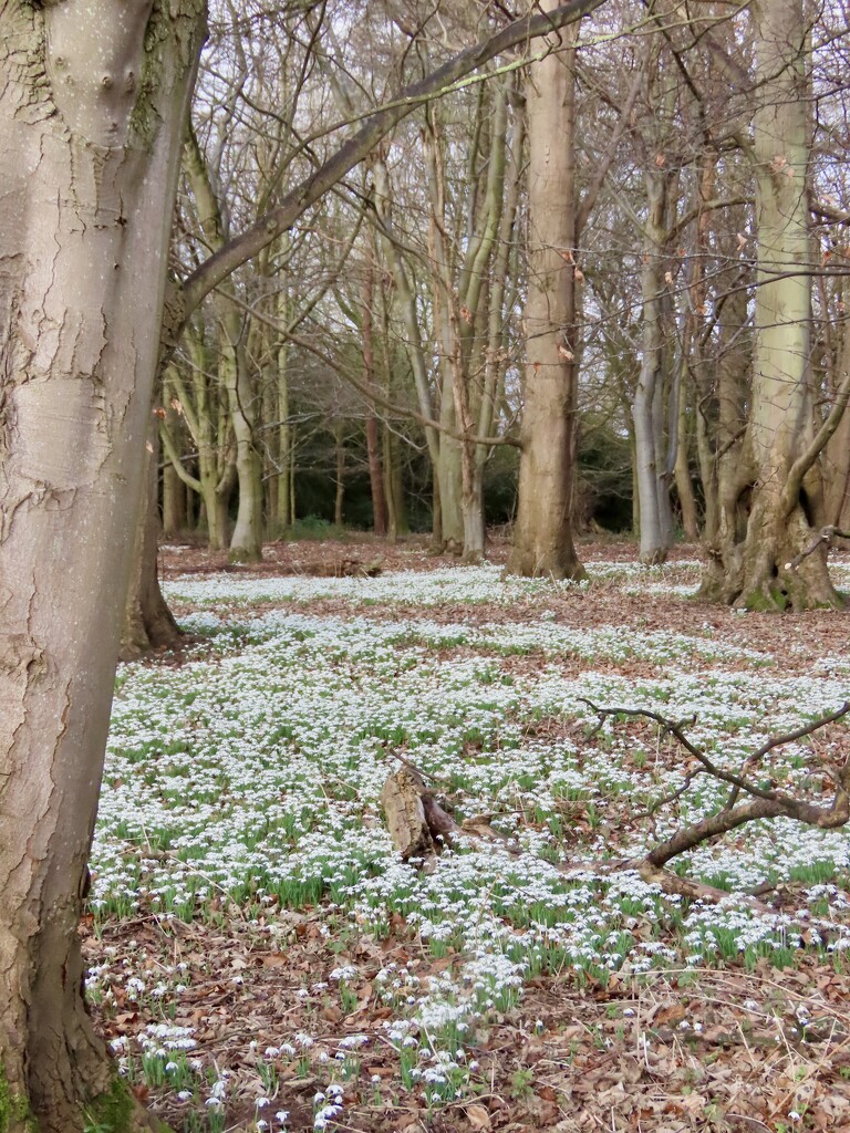 Snowdrop Walk at Attingham Park by orchid99