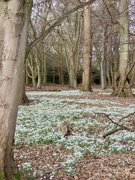 3rd Feb 2024 - Snowdrop Walk at Attingham Park