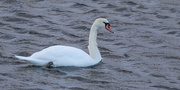 3rd Feb 2024 - Mute Swan