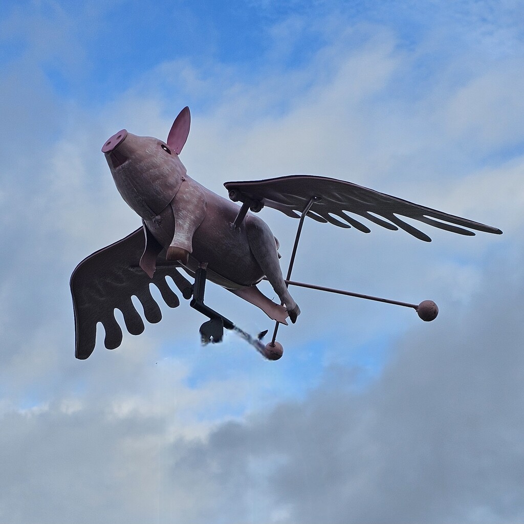 Pigs Might Fly by pammyjoy