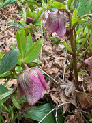 3rd Feb 2024 - Hellebores