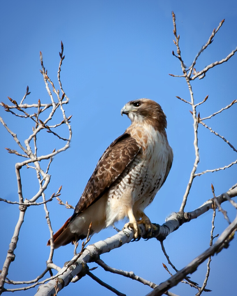 Red tailed hawk by bobbic