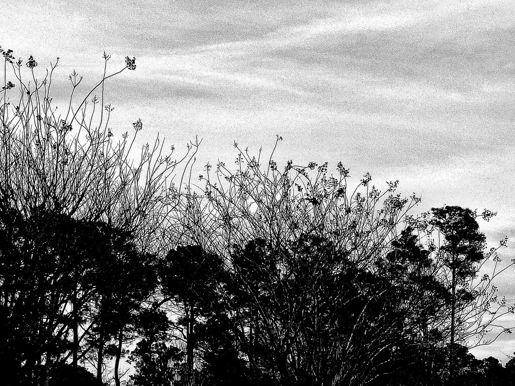 From the Costco Parking Lot in Black & White by granagringa