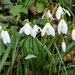 Snowdrops by fishers
