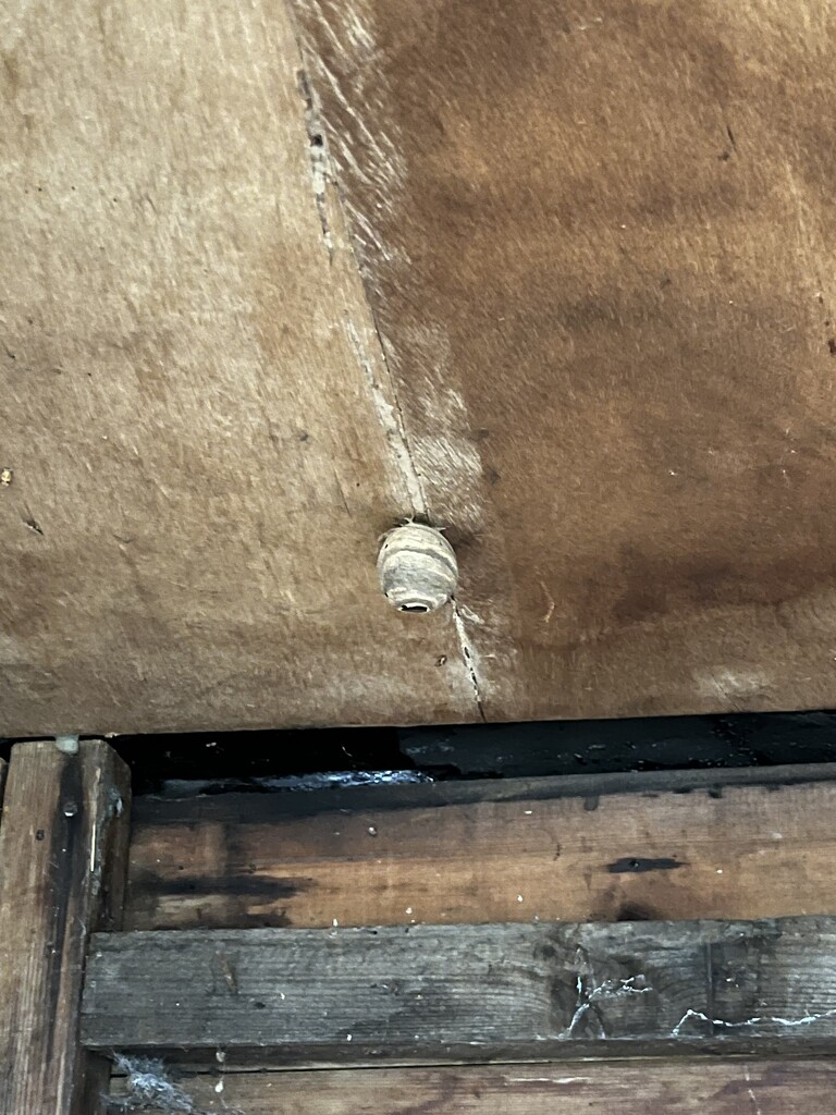 Wasps nest in the shed by helenawall