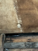 3rd Feb 2024 - Wasps nest in the shed