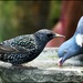 Sharing the bird bath by rosiekind