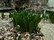 3rd Feb 2024 - The bulbs are slowly coming up