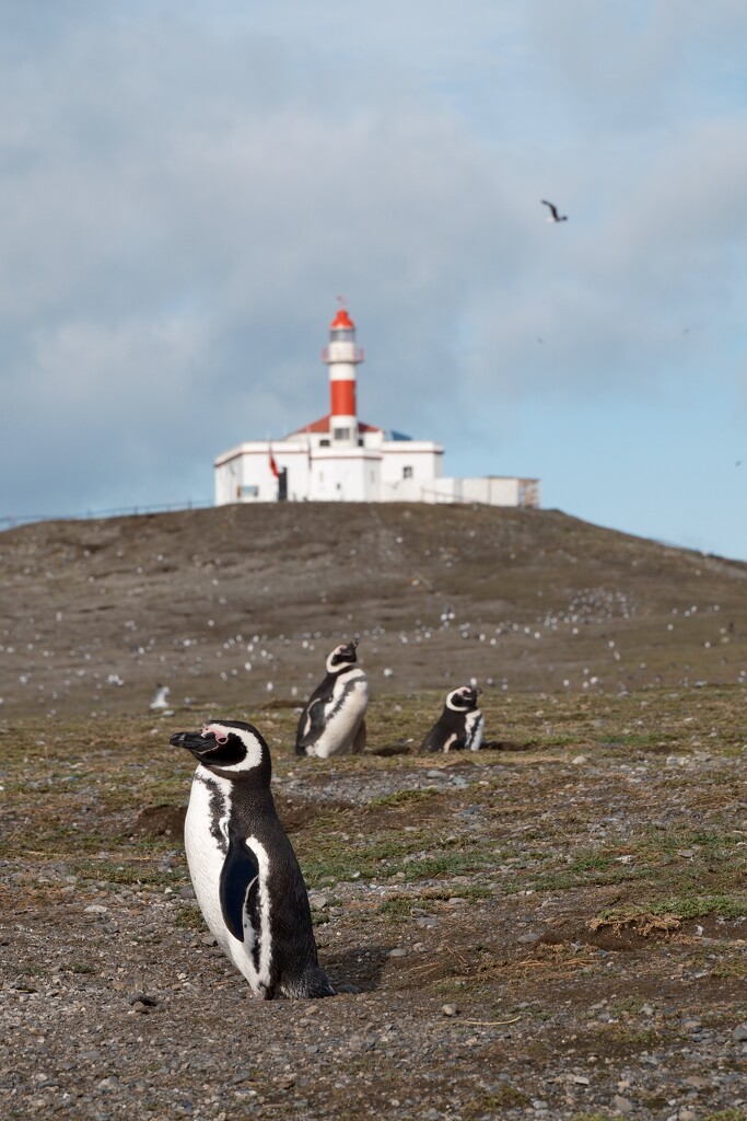 Penguins and lighthouse  by stefanotrezzi