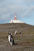 3rd Feb 2024 - Penguins and lighthouse 