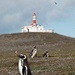 Penguins and lighthouse  by stefanotrezzi