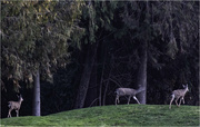 3rd Feb 2024 - A Family of Deer