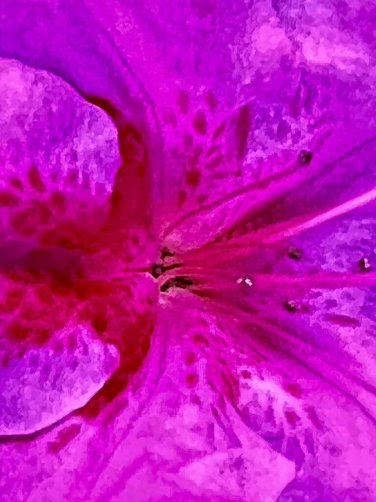 Azalea closeup by congaree