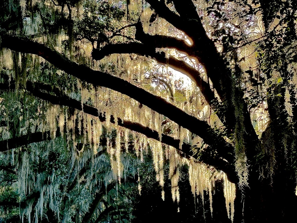 Spanish moss and afternoon light by congaree