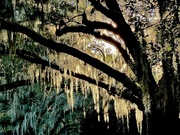 3rd Feb 2024 - Spanish moss and afternoon light