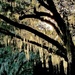 Spanish moss and afternoon light