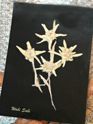 4th Feb 2024 - Pressed Edelweiss Flowers. 