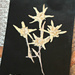 Pressed Edelweiss Flowers.  by wendyfrost