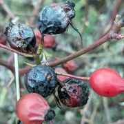 3rd Feb 2024 - Berries