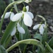 Snowdrops.  by dolores