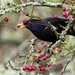 Blackbird  by cherylrose