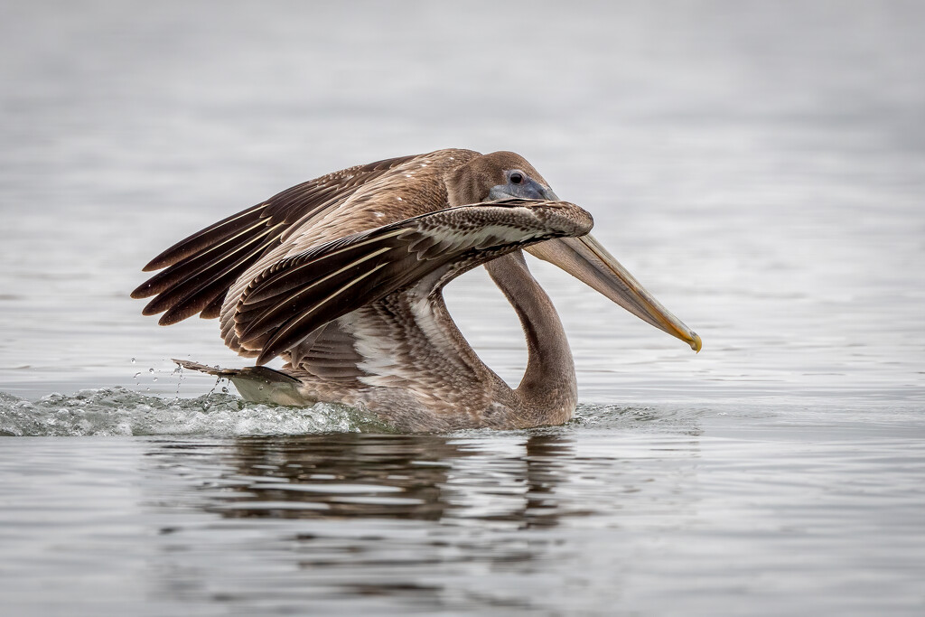 Young Pelican by nicoleweg