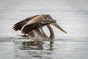 2nd Feb 2024 - Young Pelican