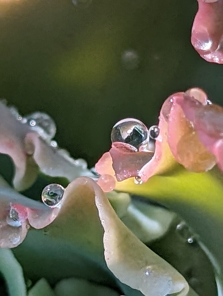 Cabbage Drops by photohoot