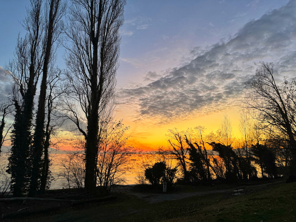 Sunset and trees.  by cocobella