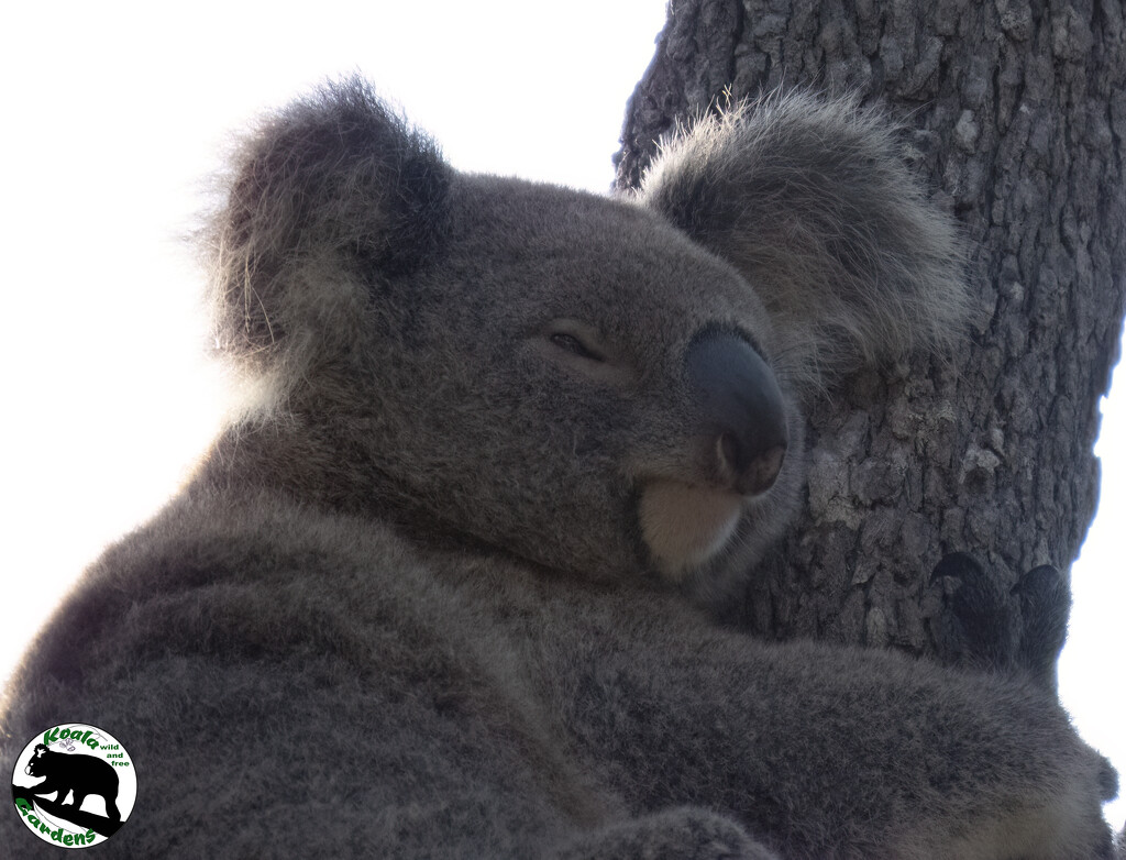 ahhh my softest pillow by koalagardens