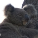 ahhh my softest pillow by koalagardens