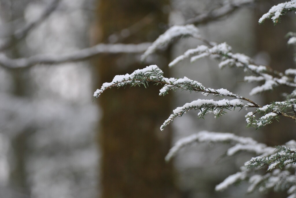 Day 15: Dusting .... by jeanniec57