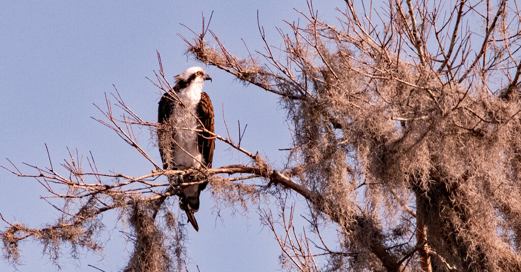 Osprey, Waiting to Dive! by rickster549
