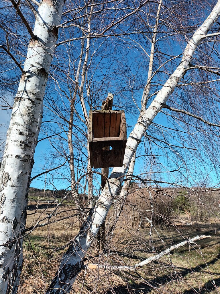 The birdhouse didn't survive the winter. by cordulaamann