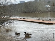 27th Jan 2024 - Taking a break at the Chattahoochee