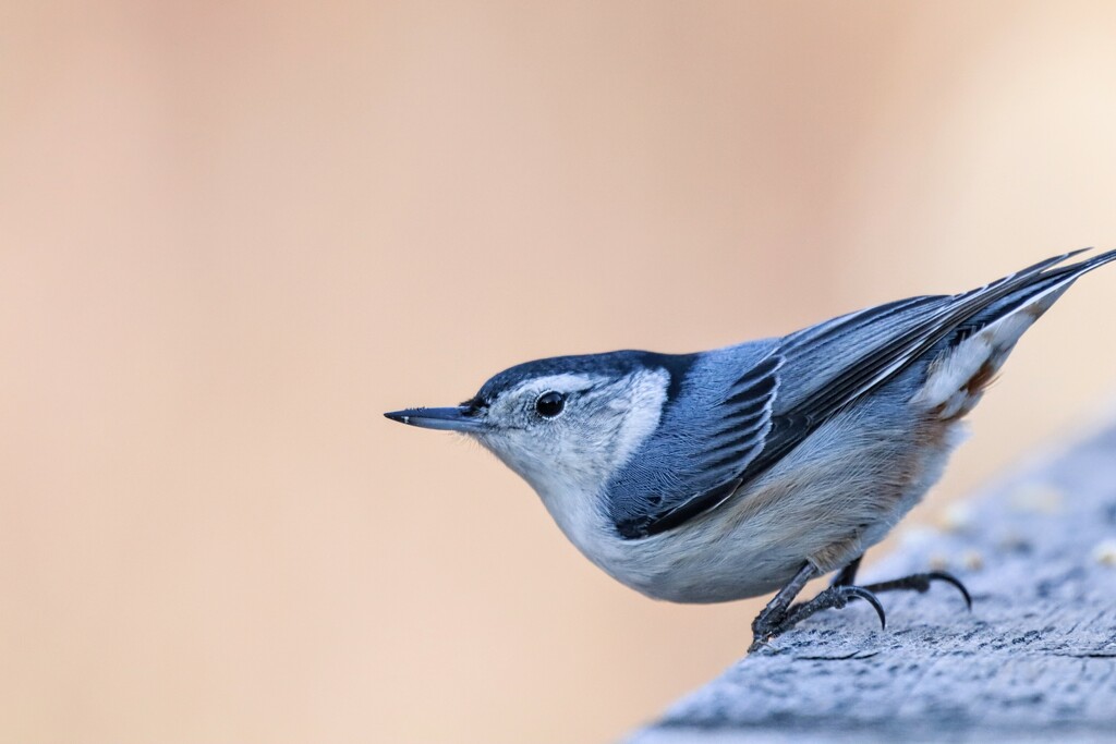 Ms. Nuthatch by princessicajessica