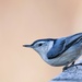 Ms. Nuthatch by princessicajessica