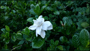 4th Feb 2024 - The gardenia flower