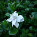 The gardenia flower