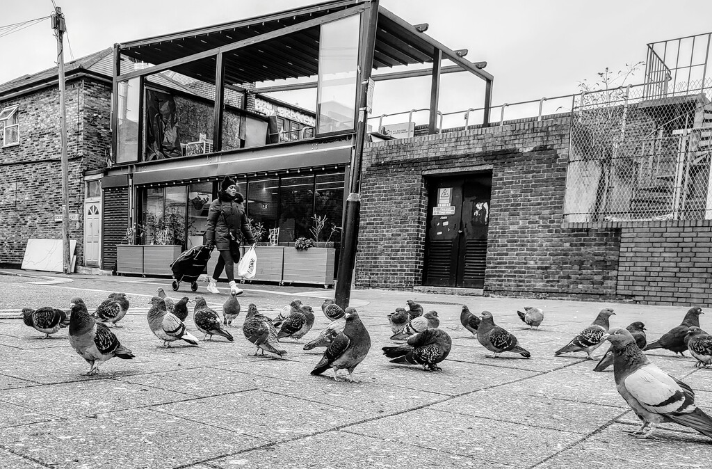 Pigeons in the city  by boxplayer