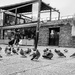 Pigeons in the city  by boxplayer