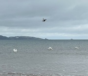 4th Feb 2024 - Three swans and a seagull 