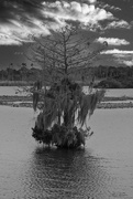 4th Feb 2024 - LHG_5037 Spanish moss on cedar tree