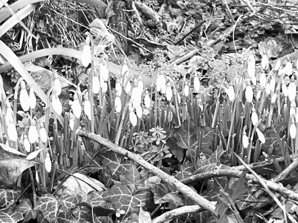 Black and white snowdrops by thedarkroom