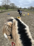 4th Feb 2024 - From the back of the Pony...