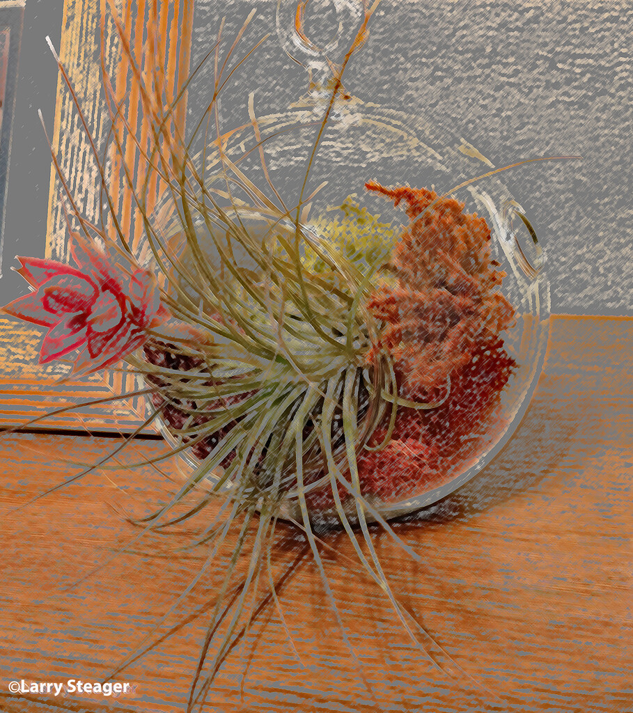 Blooming air plant artistic by larrysphotos