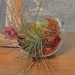 Blooming air plant artistic by larrysphotos