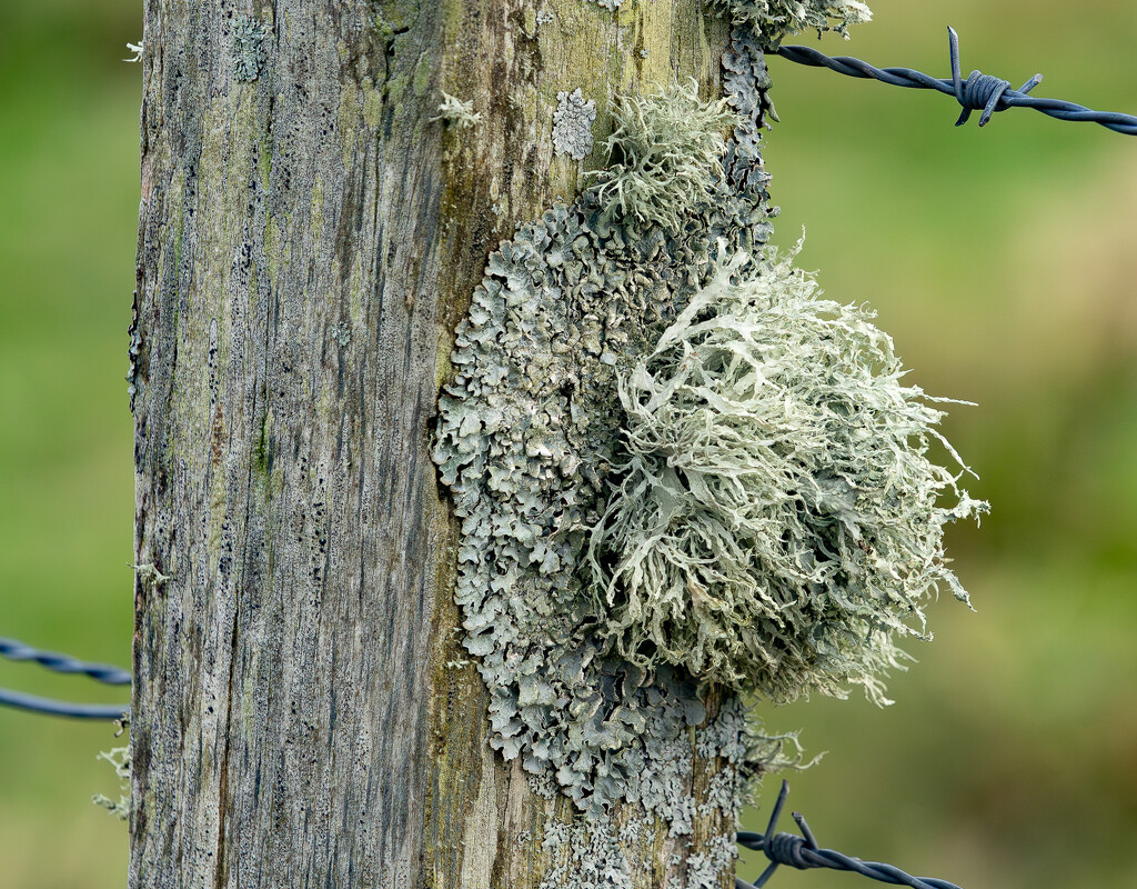 Lichen Ball by lifeat60degrees