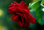 5th Feb 2024 - red rose